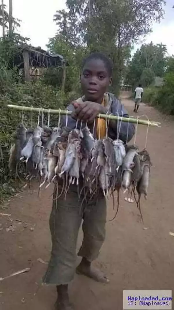 See Gobe!! Boy Spotted Selling Rat Meat At Benue State (Shocking Photo)